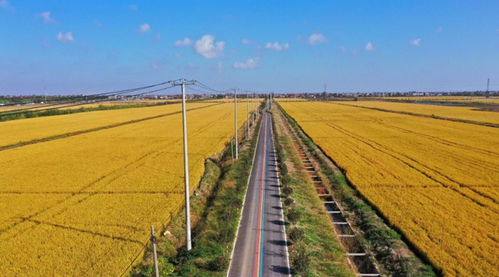 开元体育南通通州：高标准农田迎秋收 绘就乡村振兴好“丰”景(图5)