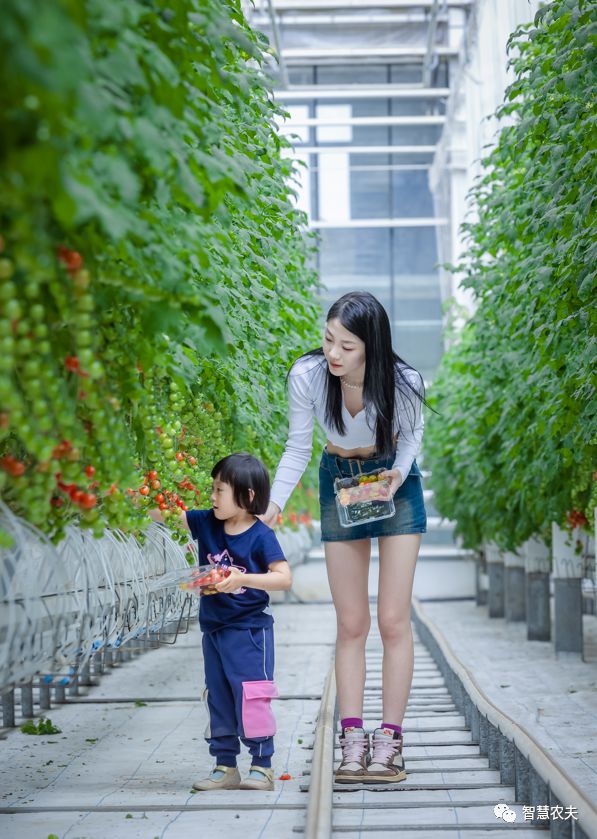 开元体育智能温室种菜不用土产值超千万 ！(图6)