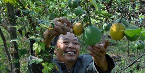 开元体育农民在农村种植致富1年挣30万他分享农业经验欢迎收藏！(图3)