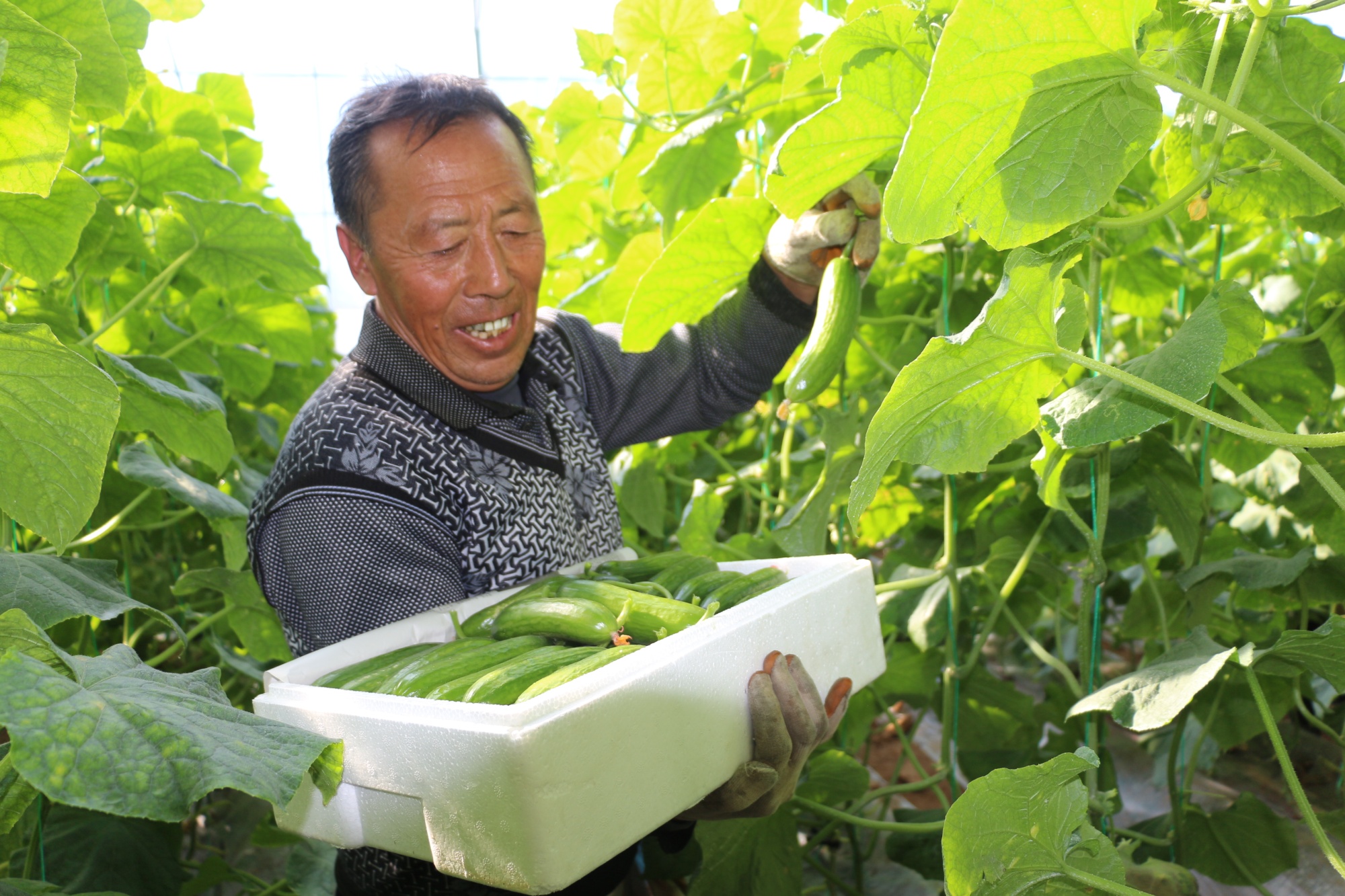 开元体育·(中国)官方网站山西平定：数字赋能 大棚种植更智能(图2)