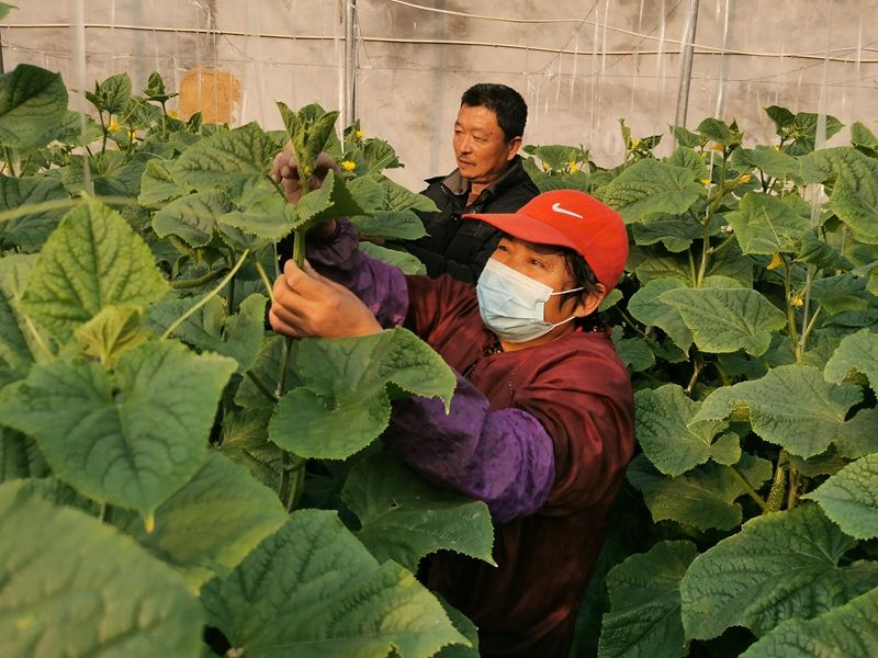 开元体育·(中国)官方网站管好菜园子抓好菜篮子 尼山镇冬季大棚蔬菜生产欣欣向荣(图1)