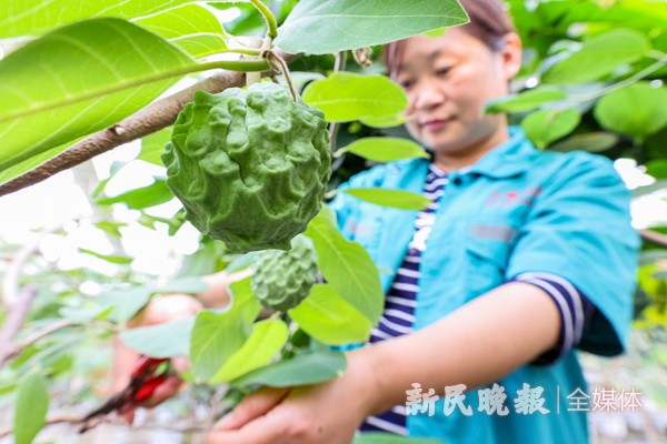 开元体育从云南引进的释迦果树在枫泾结“硕果”(图1)