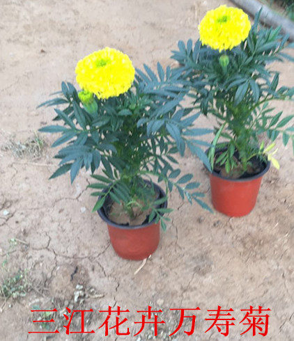 开元体育绿化苗木种植技术(图3)