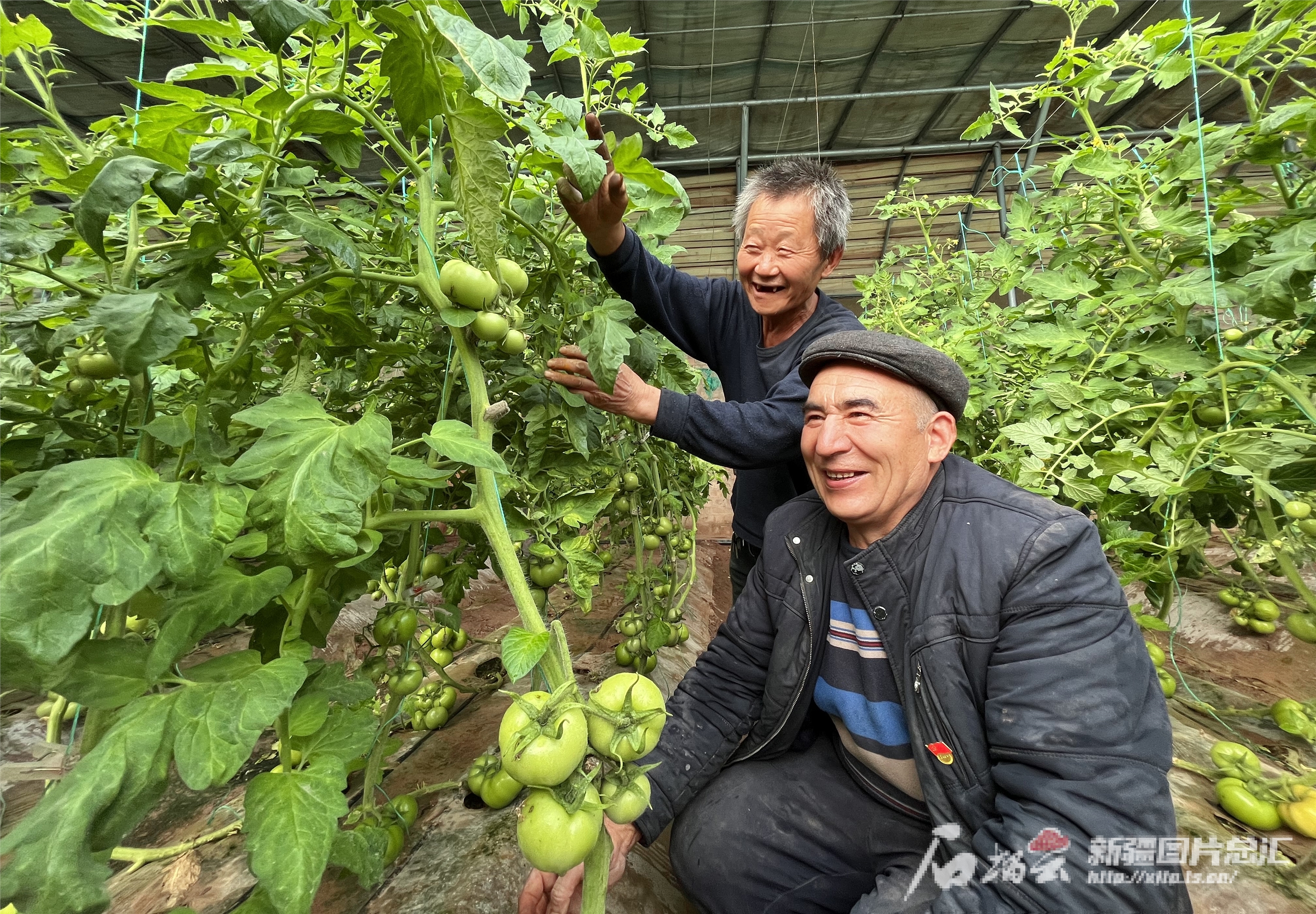 开元体育新春走基层丨大棚蔬菜上市 丰富喀什市民节日餐桌(图2)