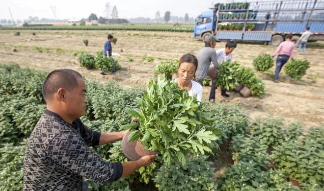 开元体育·(中国)官方网站种植5000亩3年亏损5000万伤感的故事给了我们太多(图3)