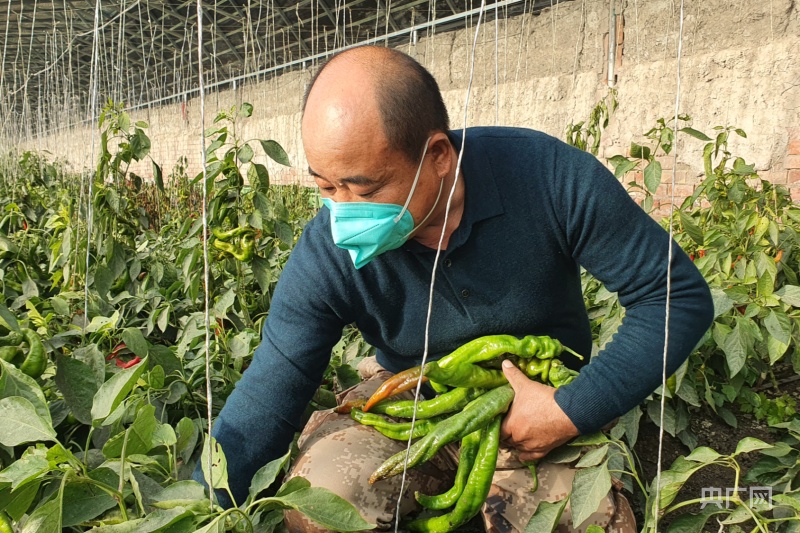 开元体育·(中国)官方网站乡村振兴看新疆丨蔬菜大棚提档升级助农增收(图2)