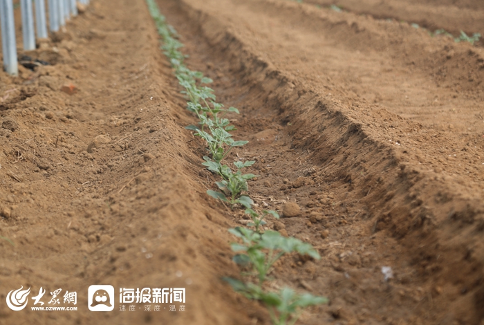 开元体育高标准自动化大拱棚落户泰安高新区良庄镇 高端精细农作物助力农户增收(图5)