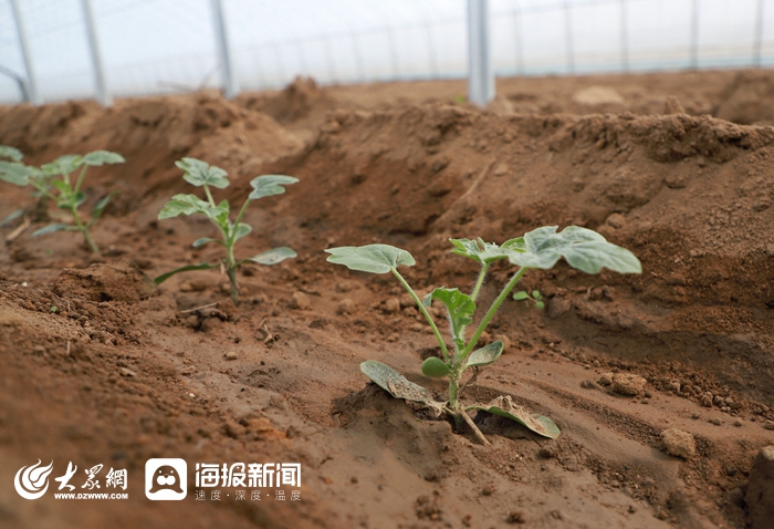 开元体育高标准自动化大拱棚落户泰安高新区良庄镇 高端精细农作物助力农户增收(图6)