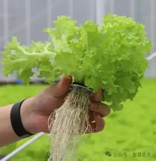 开元体育无土栽培农业的未来之光颠覆传统农业！(图4)