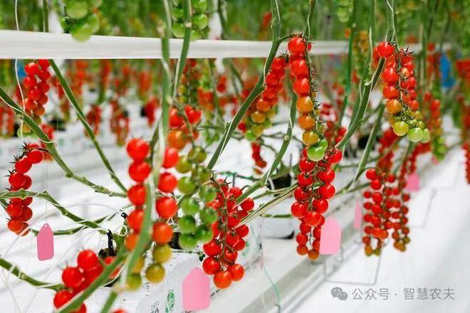 开元体育无土栽培农业的未来之光颠覆传统农业！(图2)