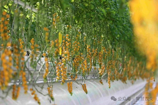 开元体育无土栽培农业的未来之光颠覆传统农业！(图6)