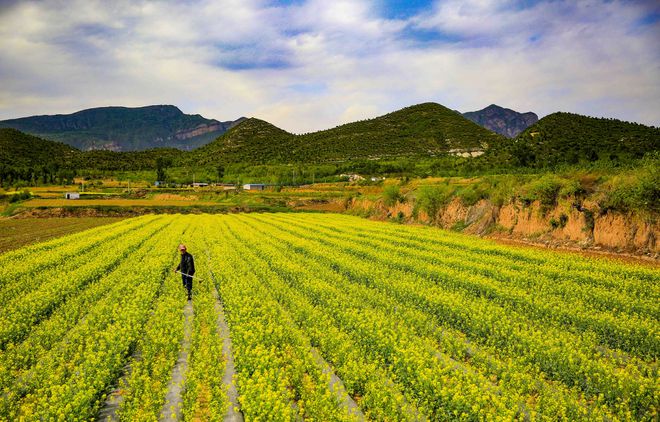 开元体育·(中国)官方网站延庆永宁：“西菜东菇”托起现代农业格局(图1)