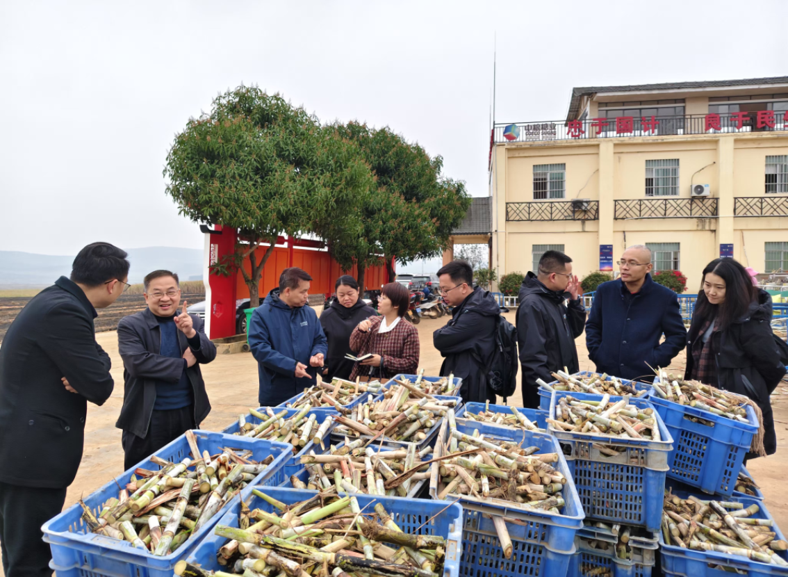 开元体育广西科技发展战略研究专项课题调研组深入一线  为破解甘蔗机械化智能化难题(图1)