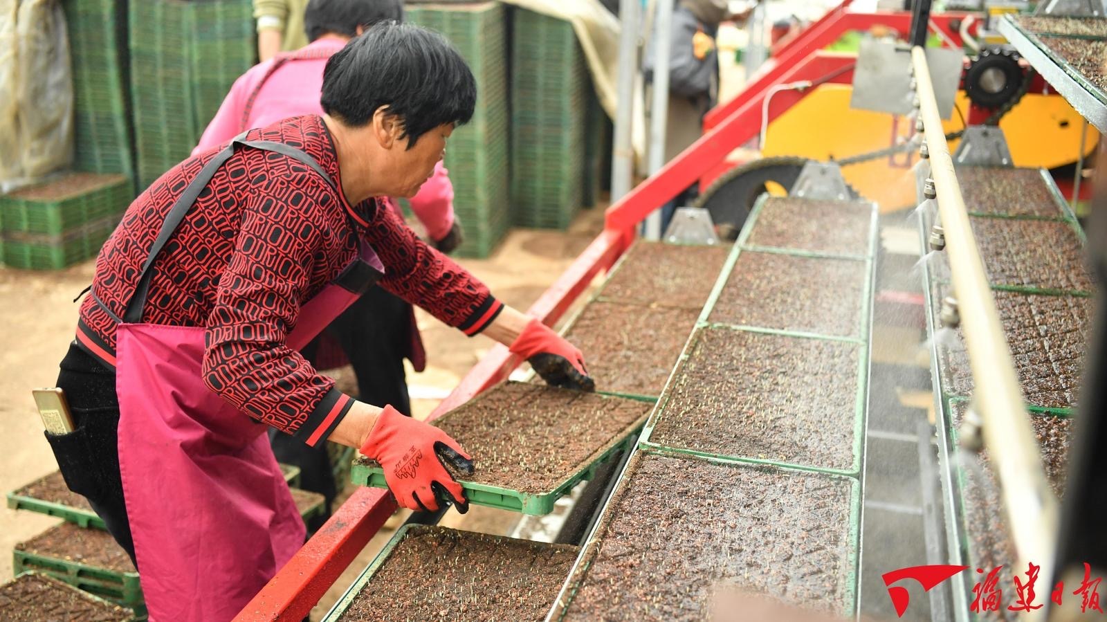 开元体育·(中国)官方网站秧苗住上“电梯房”！南安智能化育秧设备助力春耕“开年红(图1)