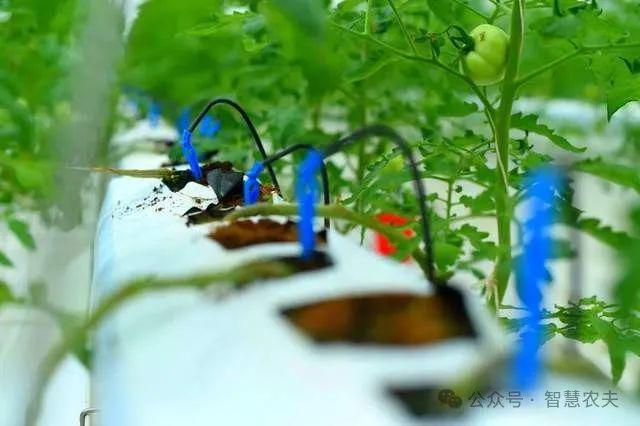 开元体育现代设施农业连续多年写入中央一号文件为什么国家这样重视？(图5)